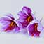 Saffron flowers